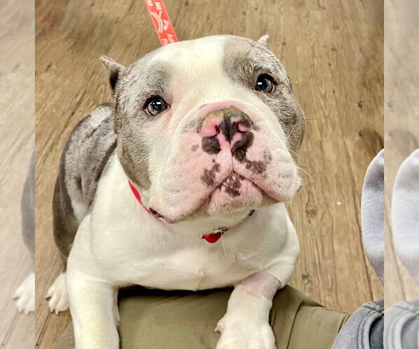 Medium Photo #1 Bulldog-Unknown Mix Puppy For Sale in Canton, CT, USA