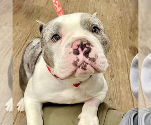 Bulldog-Unknown Mix Dogs for adoption in Canton, CT, USA