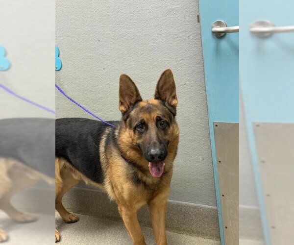 Medium Photo #1 German Shepherd Dog-Unknown Mix Puppy For Sale in Las Vegas, NV, USA