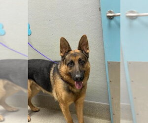 German Shepherd Dog-Unknown Mix Dogs for adoption in Las Vegas, NV, USA