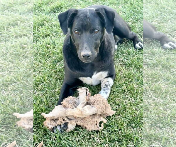 Medium Photo #9 Mutt Puppy For Sale in Sandy, UT, USA