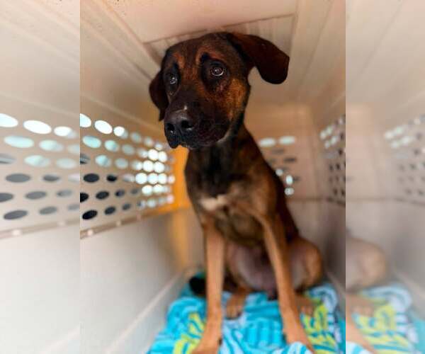 Medium Photo #2 Mutt Puppy For Sale in Jacksonville, NC, USA