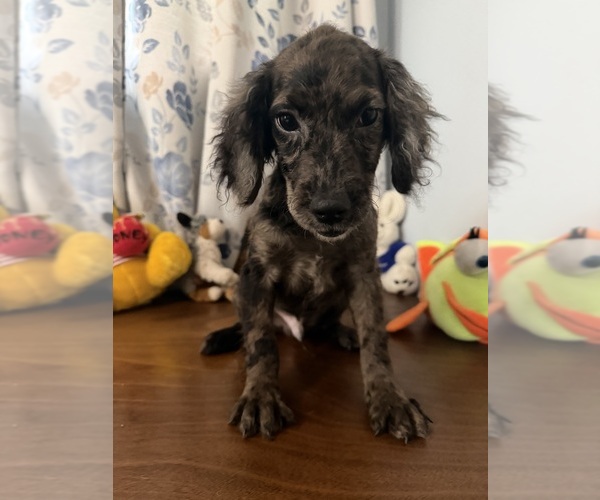 Medium Photo #33 Cockapoo (Miniature) Puppy For Sale in DURHAM, CT, USA
