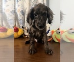 Litter of 4 - Male(s) and Female(s) Cockapoo (Miniature)Litter of Puppies for Sale - Photo #33