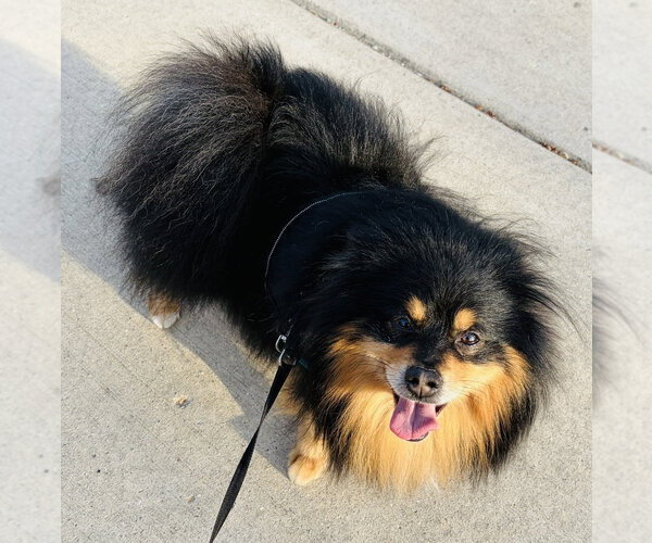 Medium Photo #1 Pomeranian Puppy For Sale in Mundelein, IL, USA