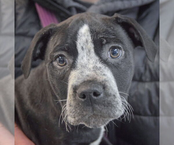 Medium Photo #6 American Staffordshire Terrier-Boxer Mix Puppy For Sale in Huntley, IL, USA