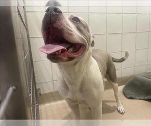 American Pit Bull Terrier Dogs for adoption in Derwood, MD, USA
