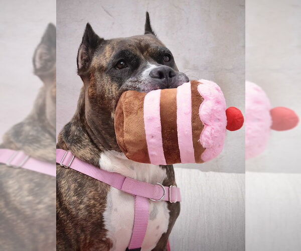 Medium Photo #30 Mutt Puppy For Sale in Philadelphia, PA, USA