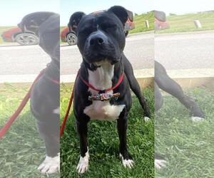 American Pit Bull Terrier-Unknown Mix Dogs for adoption in Front Royal, VA, USA