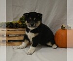 Small Photo #6 Shiba Inu Puppy For Sale in THREE RIVERS, MI, USA