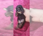 Small Photo #219 Yorkshire Terrier Puppy For Sale in AKRON, OH, USA