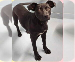 Mutt Dogs for adoption in Sheboygan, WI, USA