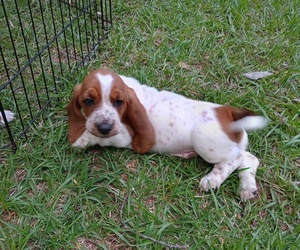 Basset Hound Puppy for sale in MOUNTAIN VIEW, AR, USA