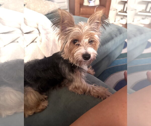 Medium Photo #5 Mutt Puppy For Sale in St. Louis Park, MN, USA