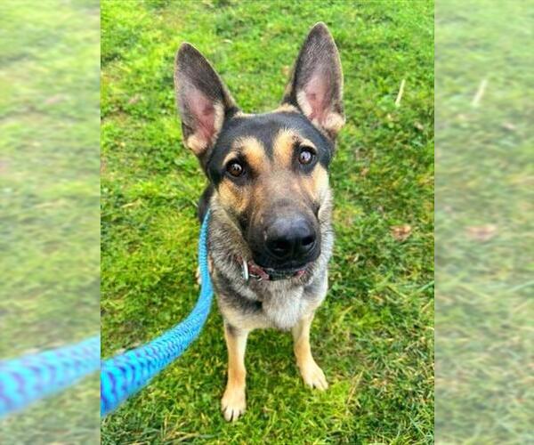 Medium Photo #1 German Shepherd Dog Puppy For Sale in Sacramento, CA, USA