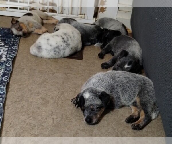 Medium Photo #17 Texas Heeler Puppy For Sale in LAURENS, SC, USA