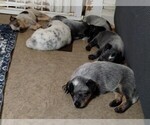 Small #16 Texas Heeler