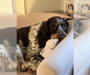English Springer Spaniel Dogs for adoption in COLUMBIA, MD, USA