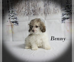 Benny - Male Poodle (Toy) Puppy for Sale - Photo #25
