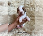 Puppy Green Boy Goldendoodle (Miniature)