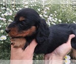 Puppy Black tan femal Dachshund