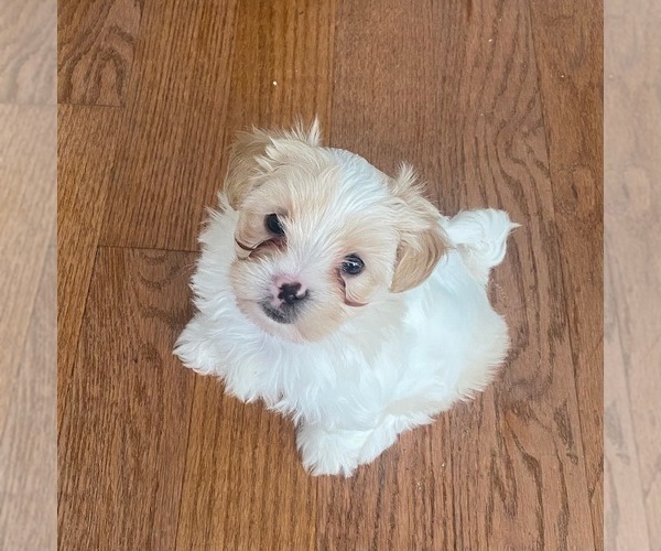 Medium Photo #1 Zuchon Puppy For Sale in PASADENA, MD, USA