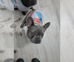 Small #7 French Bulldog