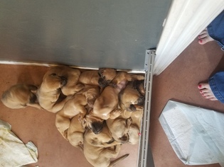 Bloodhound Puppy for sale in SONOITA, AZ, USA