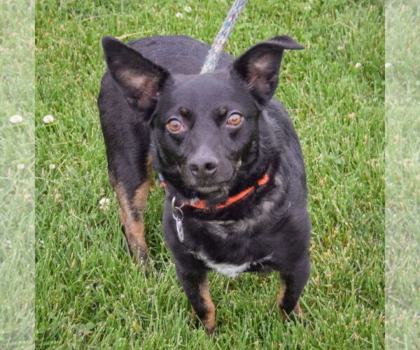 Medium Photo #2 Dorgi Puppy For Sale in Huntley, IL, USA