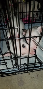 Medium Photo #112 Bull Terrier Puppy For Sale in JACKSON, MI, USA