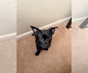 Faux Frenchbo Bulldog Dogs for adoption in The Woodlands, TX, USA