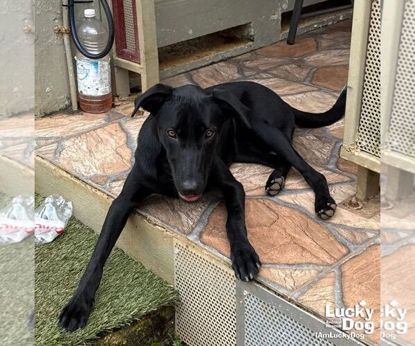 Medium Photo #1 Labrador Retriever-Unknown Mix Puppy For Sale in Washington, DC, USA
