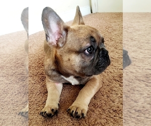 French Bulldog Puppy for sale in TAMPA, FL, USA