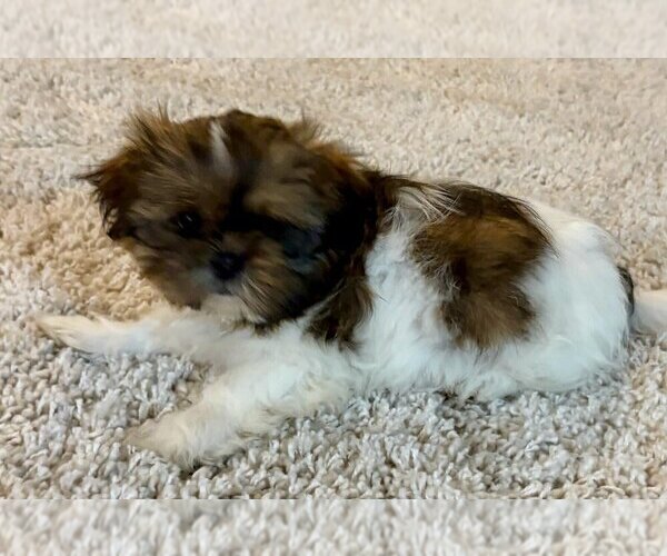 Medium Photo #3 Shih Tzu Puppy For Sale in FAIR HAVEN, MI, USA