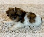 Small #2 Shih Tzu