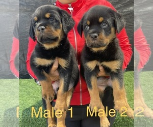 Rottweiler Puppy for Sale in MIRA LOMA, California USA