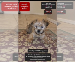 Yorkshire Terrier Puppy for sale in TUCSON, AZ, USA