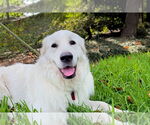 Small #1 Great Pyrenees