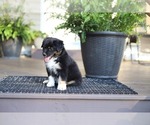 Puppy Pepper Miniature American Shepherd