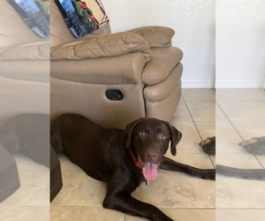 Labrador Retriever Puppy for sale in BELLEAIR BLF, FL, USA