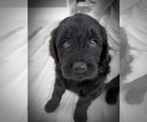 Goldendoodle Puppy for sale in DRESSER, WI, USA