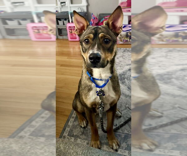 Medium Photo #5 Mutt Puppy For Sale in Oak Bluffs, MA, USA