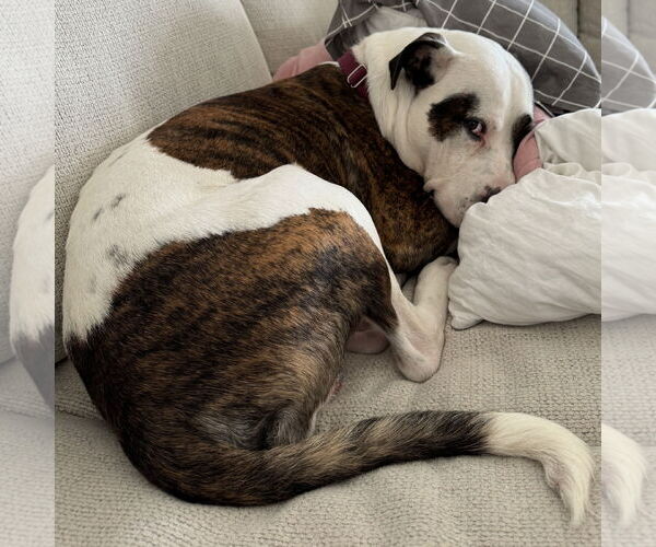 Medium Photo #12 American Pit Bull Terrier Puppy For Sale in Fargo, ND, USA