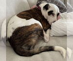 Small #11 American Pit Bull Terrier