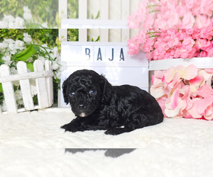 Poodle (Toy) Puppy for sale in COLLEGE STA, TX, USA