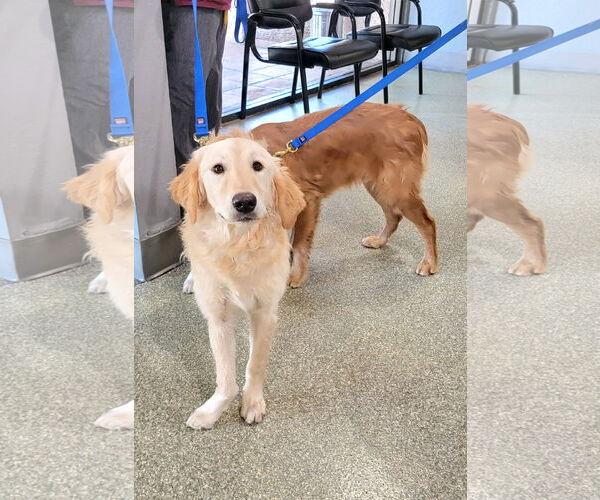 Medium Photo #2 Golden Retriever Puppy For Sale in Glendale , AZ, USA