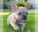 Small French Bulldog