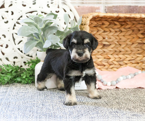 Schnauzer (Miniature) Puppy for sale in SYRACUSE, IN, USA