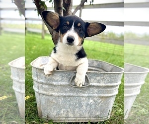 Cardigan Welsh Corgi Puppy for sale in FAIRBANK, IA, USA