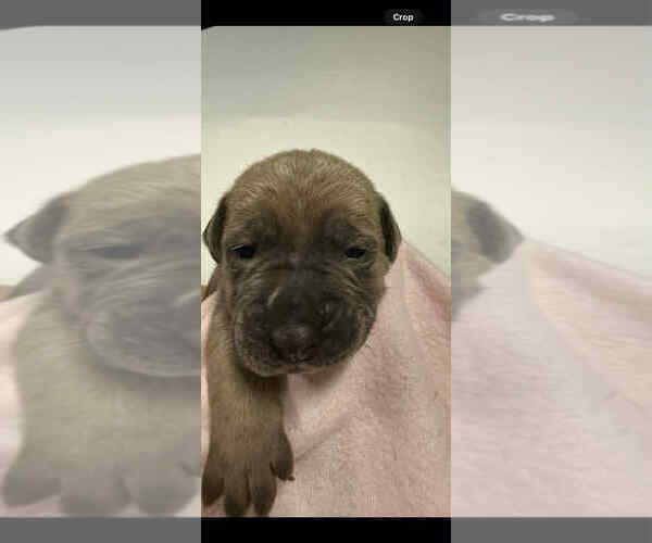 Medium Photo #1 Cane Corso Puppy For Sale in CAMBY, IN, USA